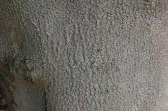 Cladrastis sinensis Bark (15/08/2015, Kew Gardens, London)