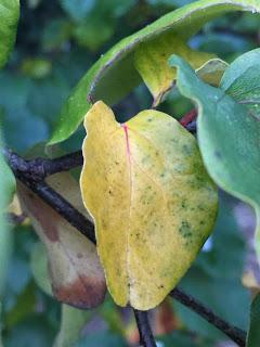 Tree following:  its October all of a sudden