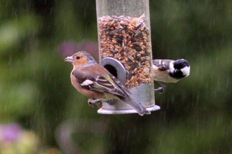 Left, Male Chaffinch Right Coal tit, with moulting head feathers
