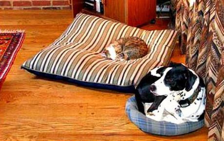 Top 10 Funny Animal Bed Swaps