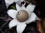 Earthstar Fungi