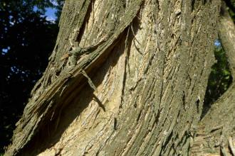 Maclura pomifera Bark (19/09/2015, Kew Gardens, London)