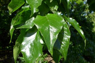 Maclura pomifera Leaf (19/09/2015, Kew Gardens, London)