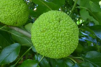 Maclura pomifera Fruit (19/09/2015, Kew Gardens, London)