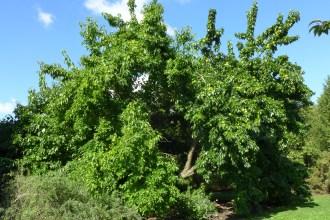 Maclura pomifera (19/09/2015, Kew Gardens, London)