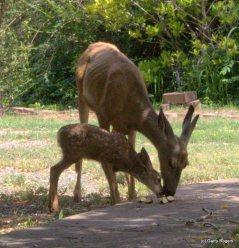 Mammals of Coldwater Farm