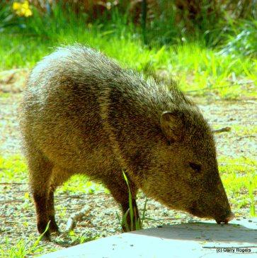 Mammals of Coldwater Farm