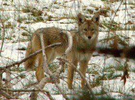 Mammals of Coldwater Farm