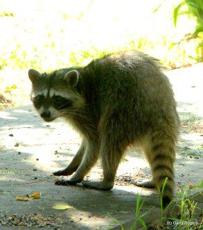 Mammals of Coldwater Farm