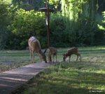 Mammals of Coldwater Farm