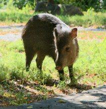 Mammals of Coldwater Farm