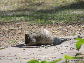 Mammals of Coldwater Farm