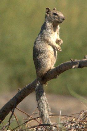 Mammals of Coldwater Farm