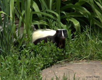 Mammals of Coldwater Farm