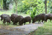 Mammals of Coldwater Farm