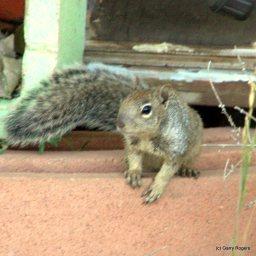 Mammals of Coldwater Farm