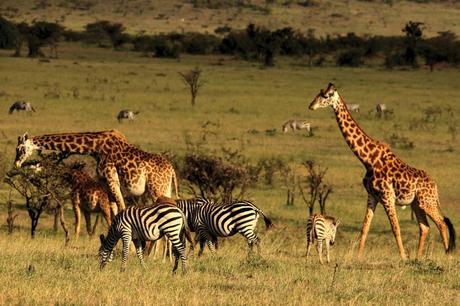 Visit Kenya, Explore the new journey of life