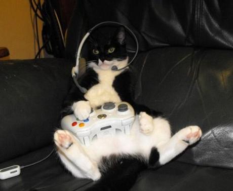 Top 10 Nerdy Xbox Fanboy Cats - Paperblog