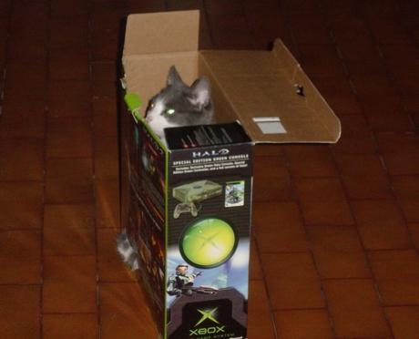 Top 10 Nerdy Xbox Fanboy Cats