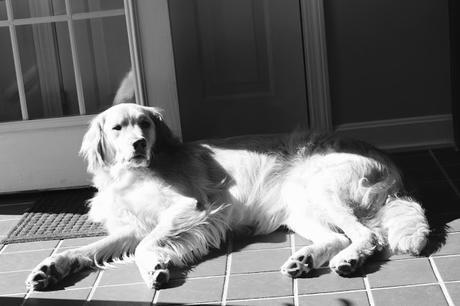 golden retriever soaking up sun puddle black and white sunday
