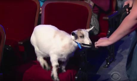Stephen Colbert Really Doesn’t Like Goats, but He Loves the Cubs Stephen Colbert Goat