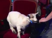 Stephen Colbert Really Doesn’t Like Goats, Loves Cubs