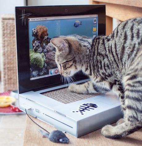 Cat Scratching Laptop