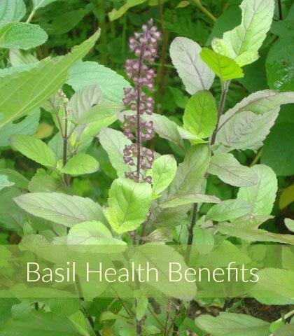 Basil Health Benefits