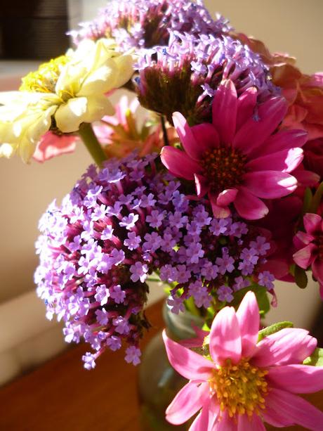 Cut Flowers Zinnia and Verbena and Aster