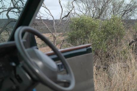 My experience on a game drive in South Africa