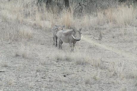 My experience on a game drive in South Africa