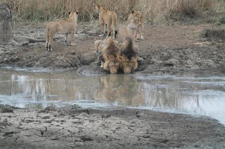 My experience on a game drive in South Africa