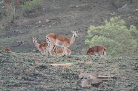 My experience on a game drive in South Africa