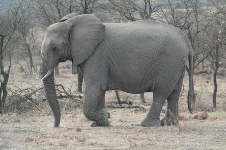 My experience on a game drive in South Africa