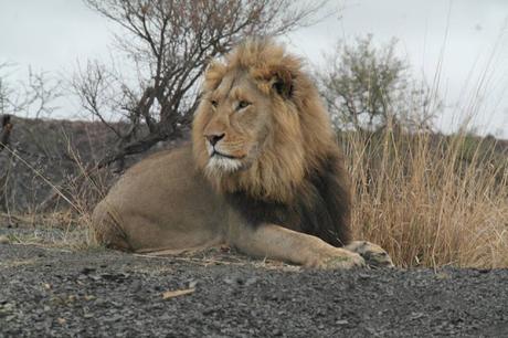 My experience on a game drive in South Africa