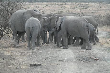 My experience on a game drive in South Africa