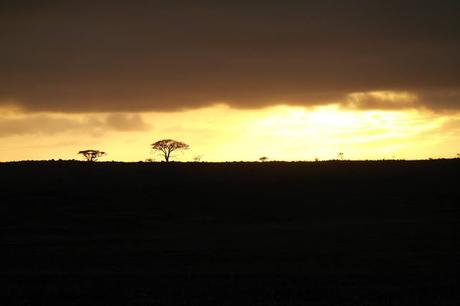 My experience on a game drive in South Africa