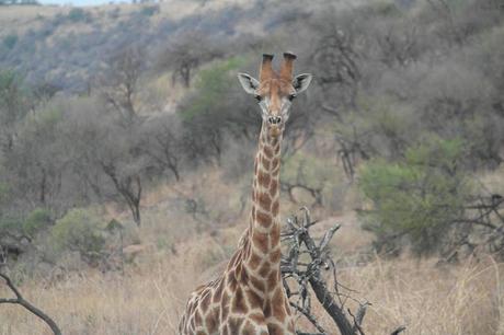 My experience on a game drive in South Africa