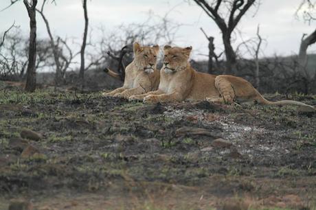 My experience on a game drive in South Africa