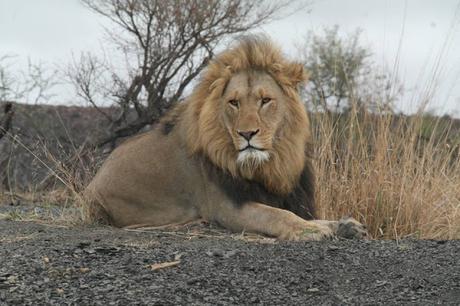 My experience on a game drive in South Africa