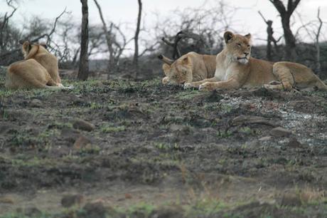 My experience on a game drive in South Africa