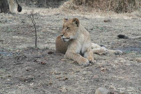 My experience on a game drive in South Africa