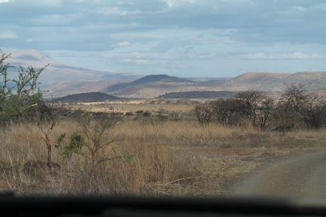 My experience on a game drive in South Africa