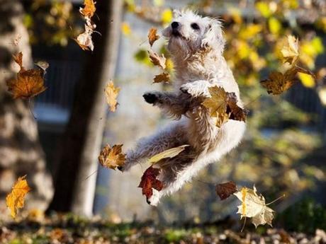 Top 10 Autumn Animals Playing In Leaves