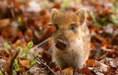 Top 10 Autumn Animals Playing In Leaves