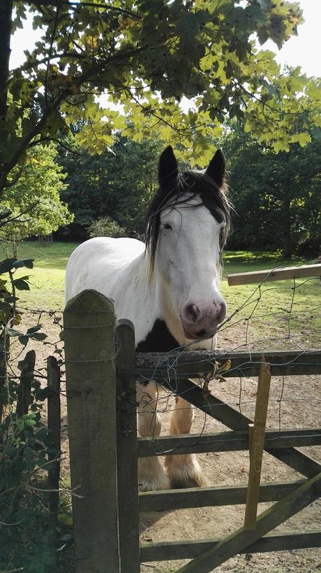  photo Falling for Autumn 3_zpsdurovmef.jpg