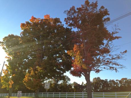 Apple Picking