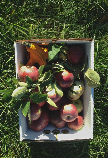 Apple Picking