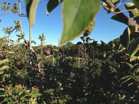 Apple Picking