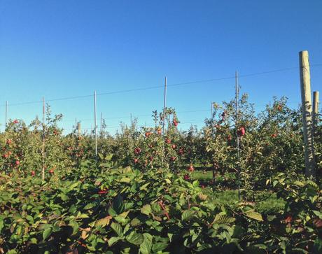 Apple Picking